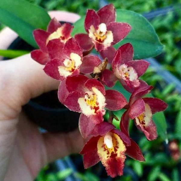 Oncidium (Meshaara) Ruby 'Golden Chocolate' - With Spike | FF - Buy Orchids Plants Online by Orchid-Tree.com