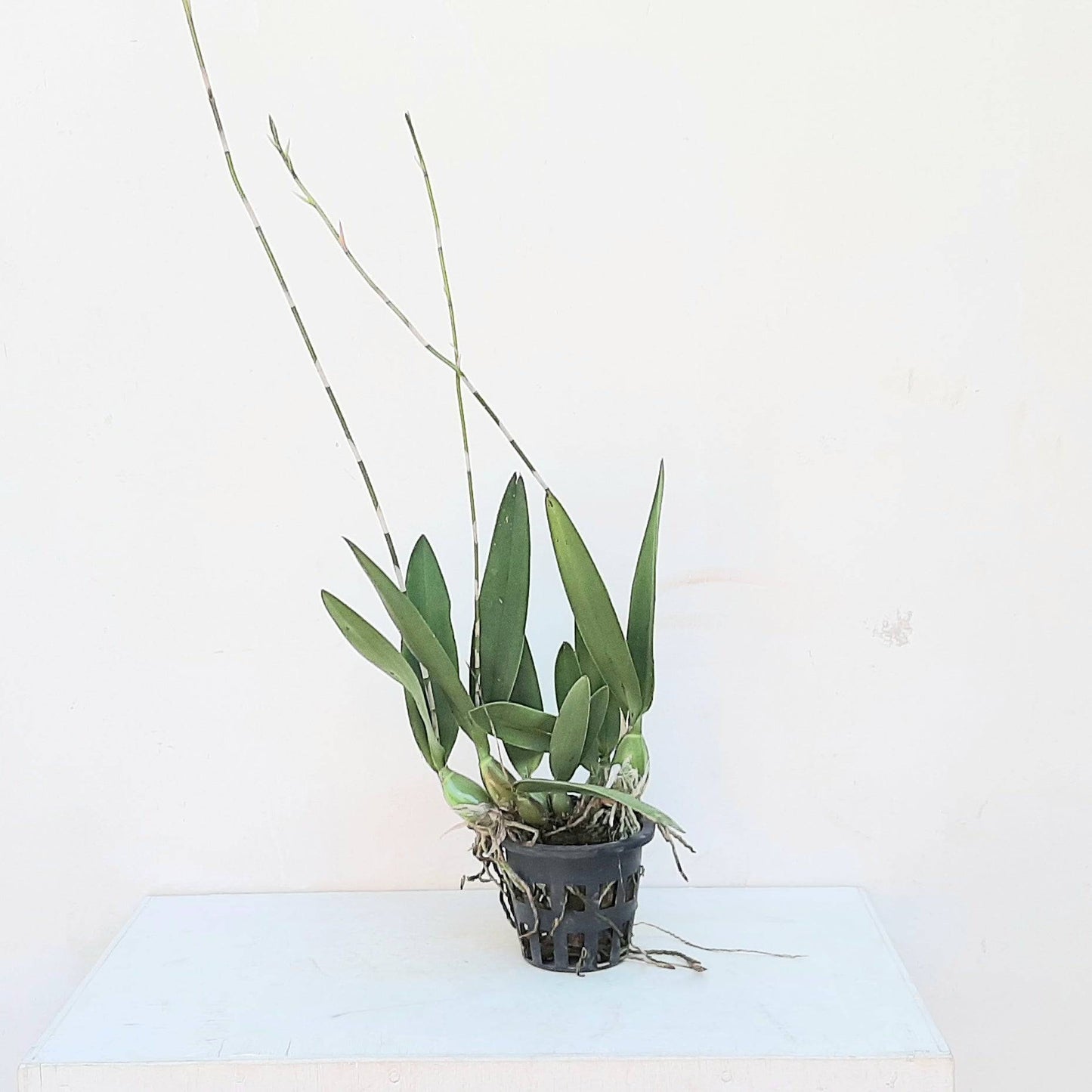 Broughtonia negrilensis hybrid - Without Flowers | BS - Buy Orchids Plants Online by Orchid-Tree.com