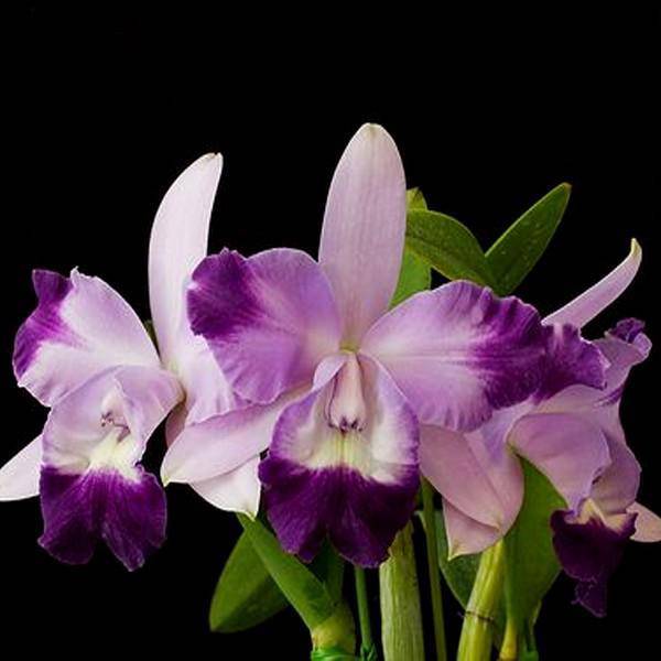 Cattleya Mini Quinee 'Angel Kiss' - With Buds | BS - Buy Orchids Plants Online by Orchid-Tree.com