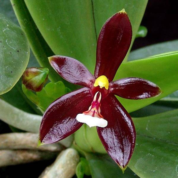 Phalaenopsis cornu-cervi 'Red' sp. - Without Flowers | BS - Buy Orchids Plants Online by Orchid-Tree.com