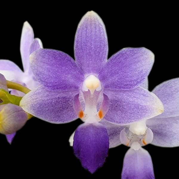 Phalaenopsis Summer Rose Blue Star- Without Flowers | BS - Buy Orchids Plants Online by Orchid-Tree.com