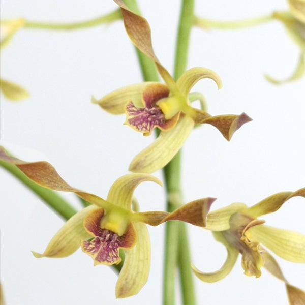 Dendrobium Golden Brown Twist - Without Flowers | BS - Buy Orchids Plants Online by Orchid-Tree.com