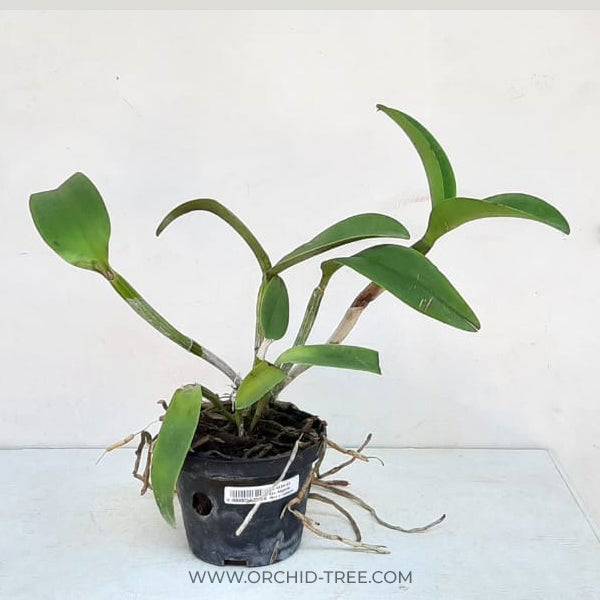 Cattleya Sagarik Wax X Cat. Landate - Without Flowers | BS - Buy Orchids Plants Online by Orchid-Tree.com