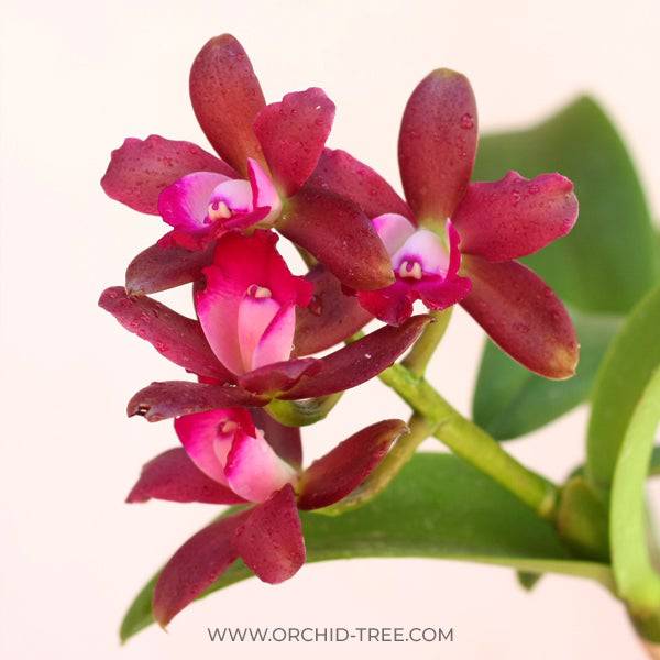 Cattleya Sagarik Wax X Cat. Landate - Without Flowers | BS - Buy Orchids Plants Online by Orchid-Tree.com
