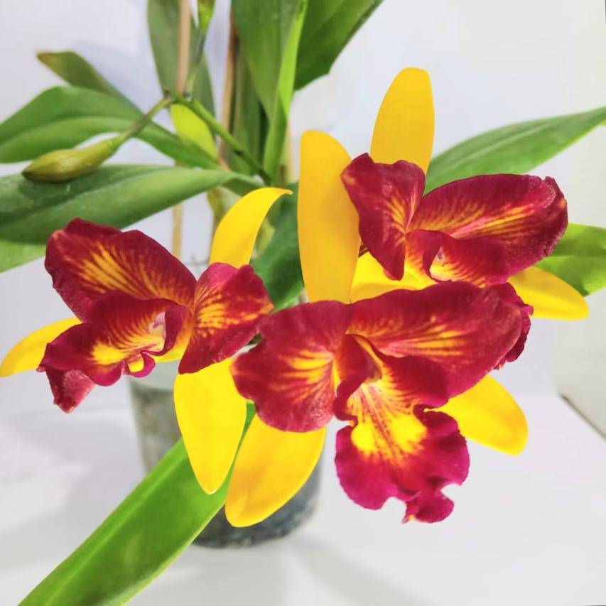Cattleya (Blc.) Tzeng-Wen Beauty X Lc.Trick or Treat - Without Flowers | BS - Buy Orchids Plants Online by Orchid-Tree.com