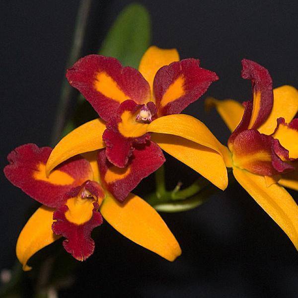Cattleya (Blc.) Tzeng-Wen Beauty X Lc.Trick or Treat - Without Flowers | BS - Buy Orchids Plants Online by Orchid-Tree.com