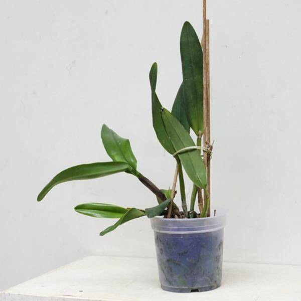 Cattleya (Blc.) Tzeng-Wen Beauty X Lc.Trick or Treat - Without Flowers | BS - Buy Orchids Plants Online by Orchid-Tree.com