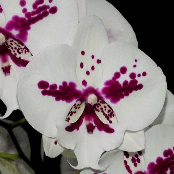 Phalaenopsis Fuller's Al-Plus - With Spike | FF - Buy Orchids Plants Online by Orchid-Tree.com