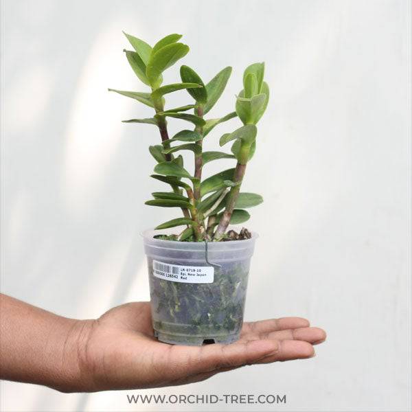 Epidendrum New Japan Red- Without Flowers | BS - Buy Orchids Plants Online by Orchid-Tree.com