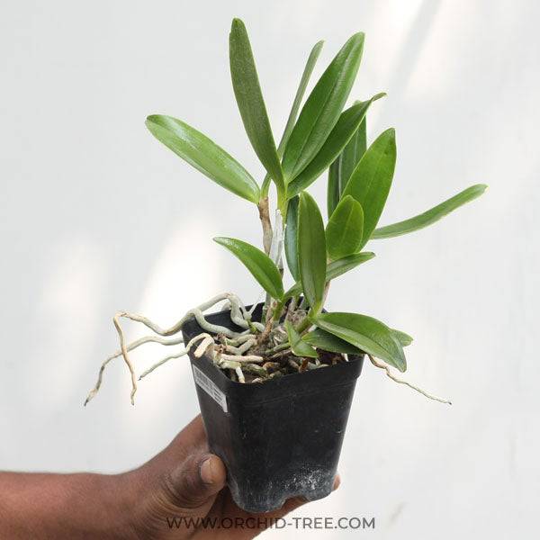 Epidendrum stamfordianum var alba - Without Flowers | BS - Buy Orchids Plants Online by Orchid-Tree.com
