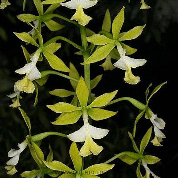 Epidendrum stamfordianum var alba - Without Flowers | BS - Buy Orchids Plants Online by Orchid-Tree.com