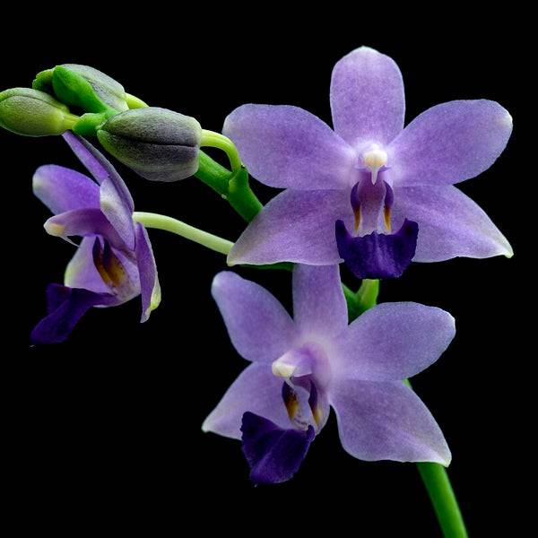 Phalaenopsis Kenneth Schubert - Without Flowers | BS - Buy Orchids Plants Online by Orchid-Tree.com