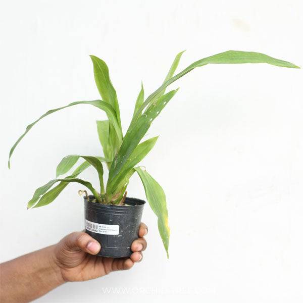 Zygonesia Cynosure Blue Bird - Without Flowers | BS - Buy Orchids Plants Online by Orchid-Tree.com