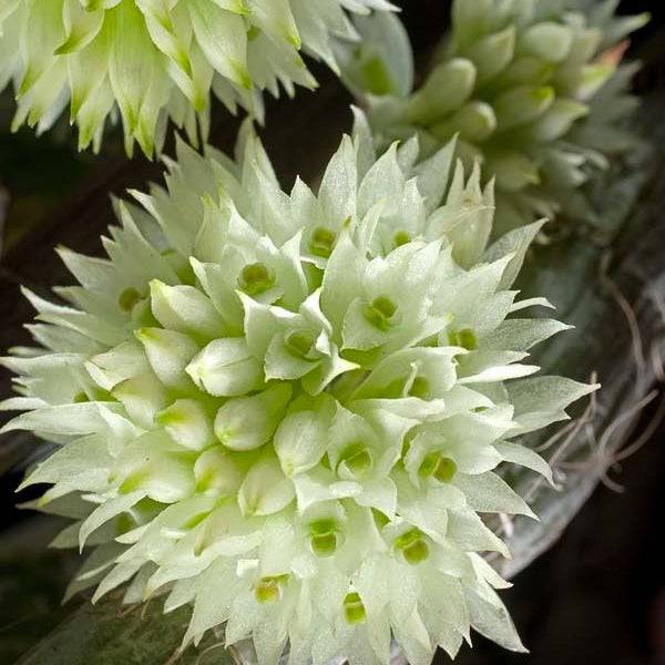 Dendrobium capituliflorum sp.- Without Flowers | BS - Buy Orchids Plants Online by Orchid-Tree.com