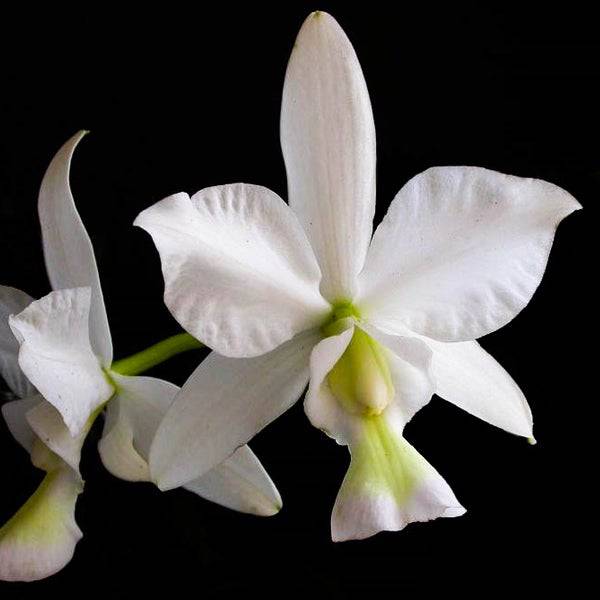 Cattleya nobilior var. alba sp. - Without Flowers | BS - Buy Orchids Plants Online by Orchid-Tree.com