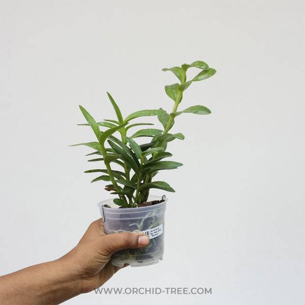Epidendrum Max Valley 'Shiranui'- Without Flowers | BS - Buy Orchids Plants Online by Orchid-Tree.com