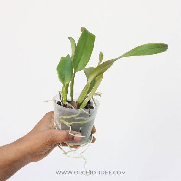 Cattleya jenmanii var coerulea - Without Flowers | BS - Buy Orchids Plants Online by Orchid-Tree.com