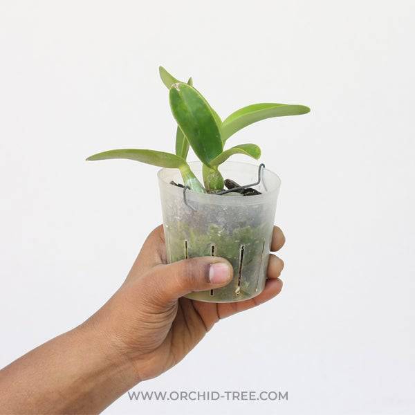 Cattleya nobilior var. alba sp. - Without Flowers | BS - Buy Orchids Plants Online by Orchid-Tree.com