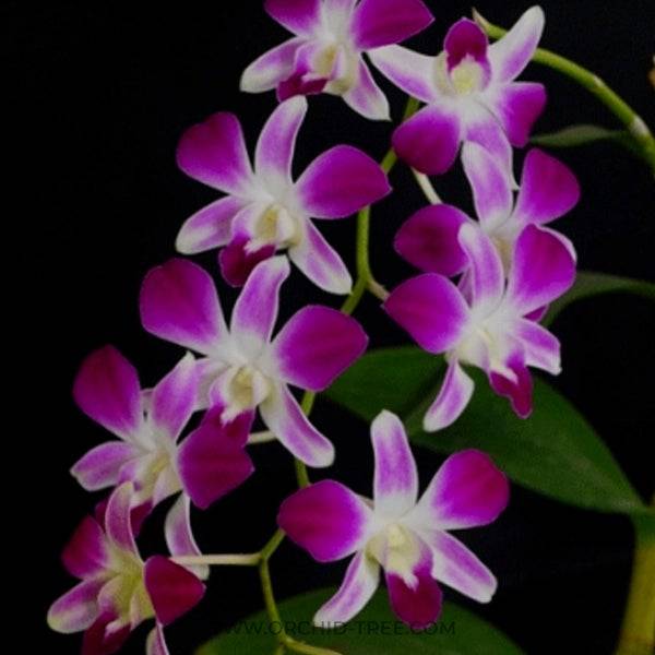 Dendrobium Sonia - Without Flowers | BS - Buy Orchids Plants Online by Orchid-Tree.com