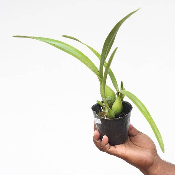 Encyclia cordigera alba sp. - With Flowers | FF - Buy Orchids Plants Online by Orchid-Tree.com