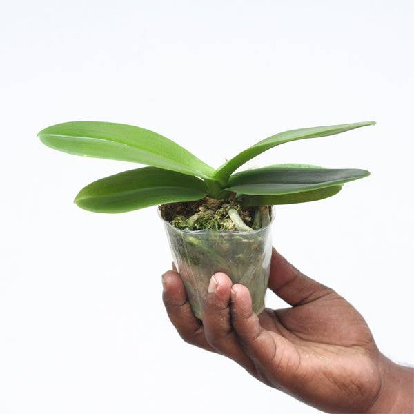 Phalaenopsis Chian Xen Violin × Phal. Lioulin Lovely Lip - Without Flowers | BS - Buy Orchids Plants Online by Orchid-Tree.com
