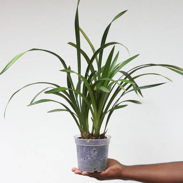 Cymbidium Aart's Dream - Without Flowers | BS - Buy Orchids Plants Online by Orchid-Tree.com