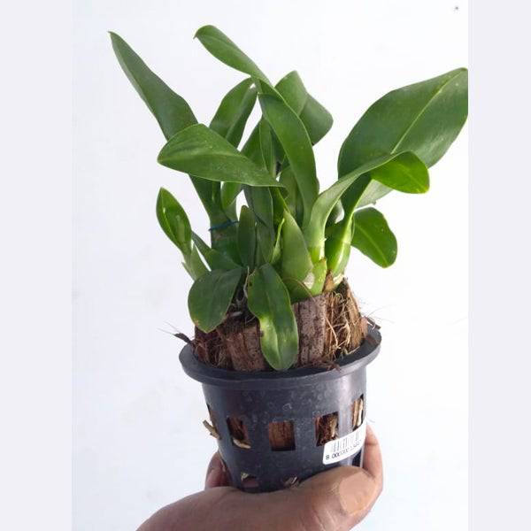 Grammatophyllum scriptum var. kiilani - Without Flowers | BS - Buy Orchids Plants Online by Orchid-Tree.com