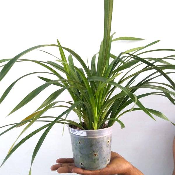 Cymbidium Sweet Heart - Without Flowers | BS - Buy Orchids Plants Online by Orchid-Tree.com