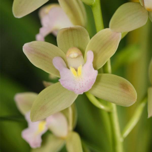 Cymbidium Sweet Heart - Without Flowers | BS - Buy Orchids Plants Online by Orchid-Tree.com