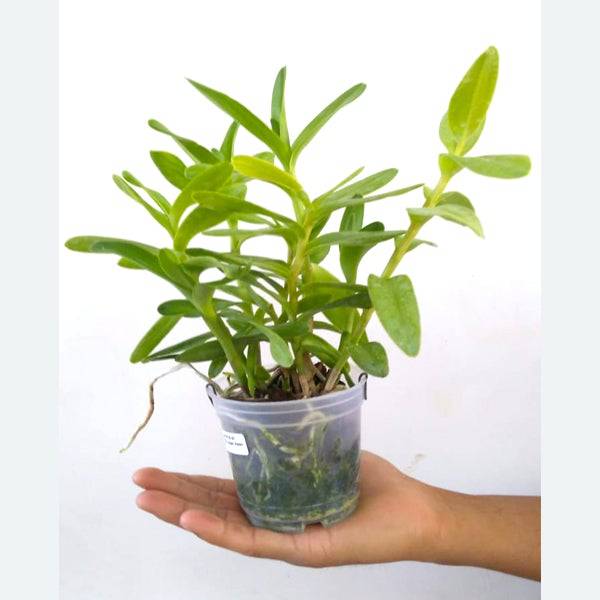 Epidendrum Japan Violet - Without Flowers | BS - Buy Orchids Plants Online by Orchid-Tree.com