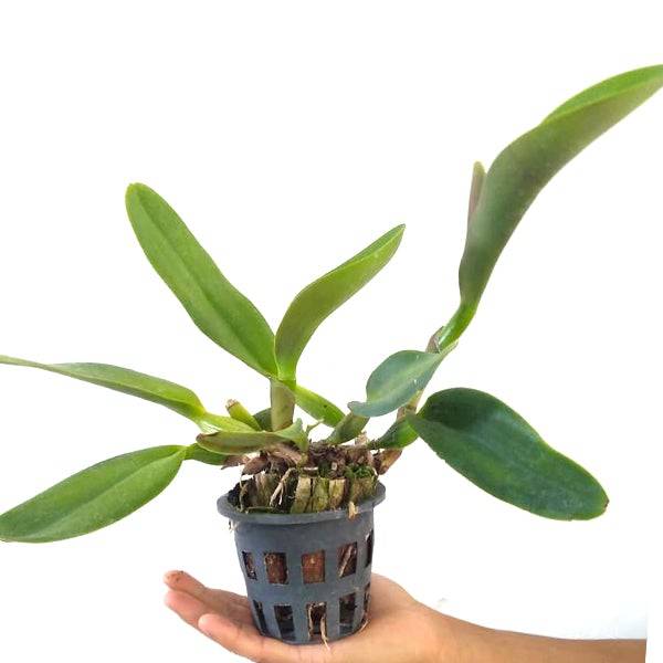 Cattleya (Rlc.) Thaksina Gold - Without Flowers | BS - Buy Orchids Plants Online by Orchid-Tree.com