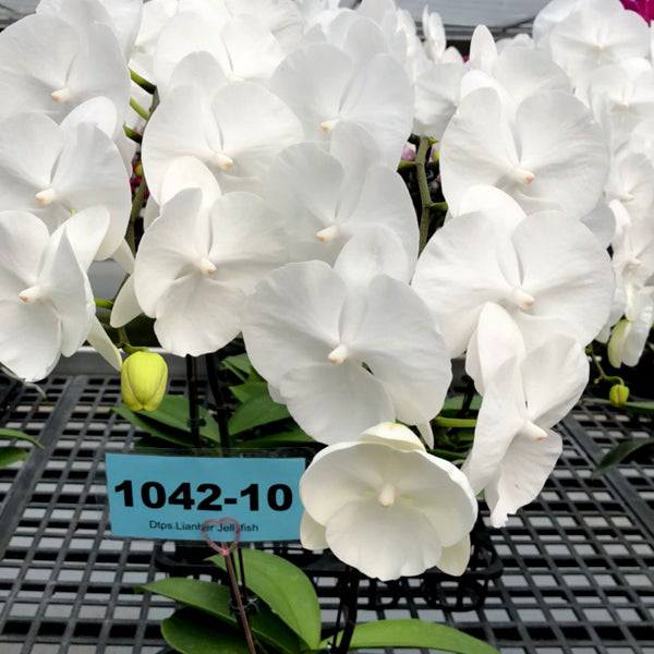 Phalaenopsis Lianher Jellyfish - With Spike | FF - Buy Orchids Plants Online by Orchid-Tree.com