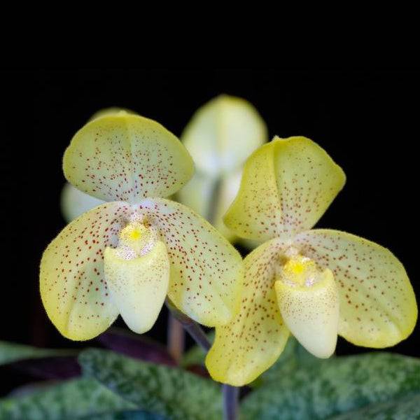 Paphiopedilum concolor sp. - Without Flowers | BS - Buy Orchids Plants Online by Orchid-Tree.com