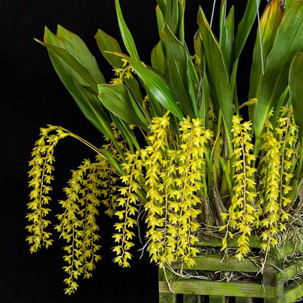 Dendrochillum longifolium sp. - Without Flowers | BS - Buy Orchids Plants Online by Orchid-Tree.com