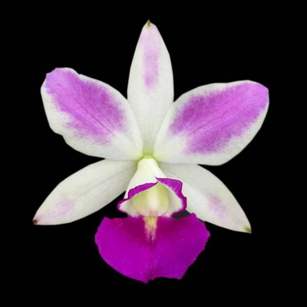 Cattleya (Lc.) Dakao 'Flammea Enami' - Without Flowers | BS - Buy Orchids Plants Online by Orchid-Tree.com