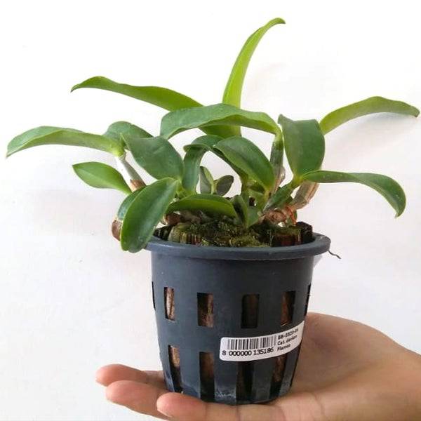 Cattleya (Lc.) Dakao 'Flammea Enami' - Without Flowers | BS - Buy Orchids Plants Online by Orchid-Tree.com