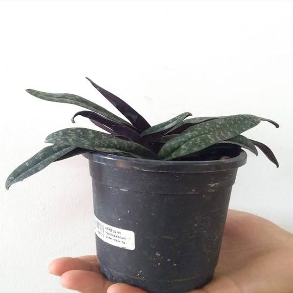 Paphiopedilum godefroyae sp. - Without Flowers | BS - Buy Orchids Plants Online by Orchid-Tree.com
