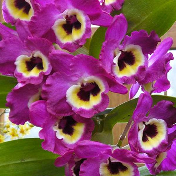 Dendrobium Maloflake - Without Flowers | BS - Buy Orchids Plants Online by Orchid-Tree.com