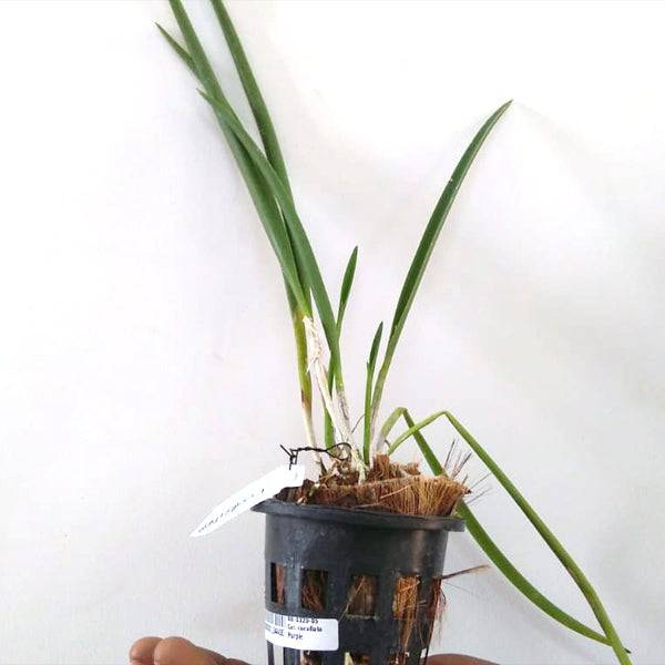 Cattleya B. cucullata x L. purpurata - Without Flowers | BS - Buy Orchids Plants Online by Orchid-Tree.com