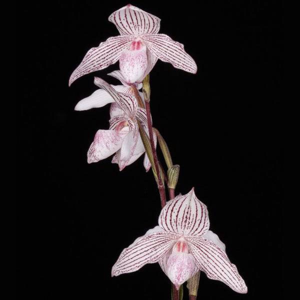 Paphiopedilum Woluwense - Without Flowers | BS - Buy Orchids Plants Online by Orchid-Tree.com