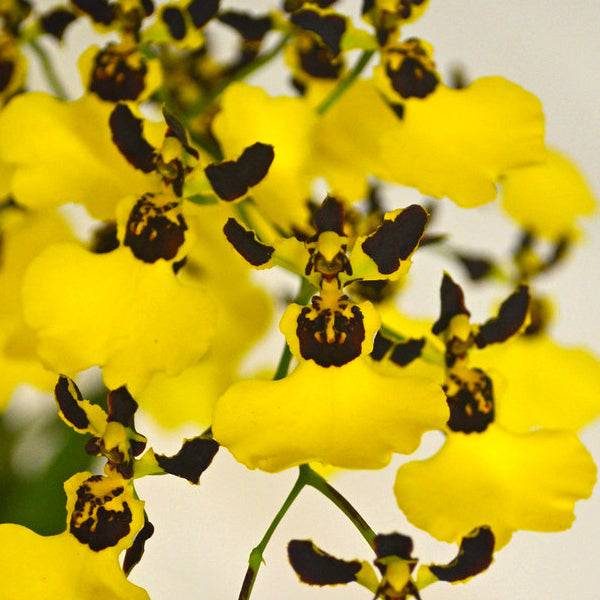 Oncidium Moon Shadow Tigertail - With Flowers | FF - Buy Orchids Plants Online by Orchid-Tree.com