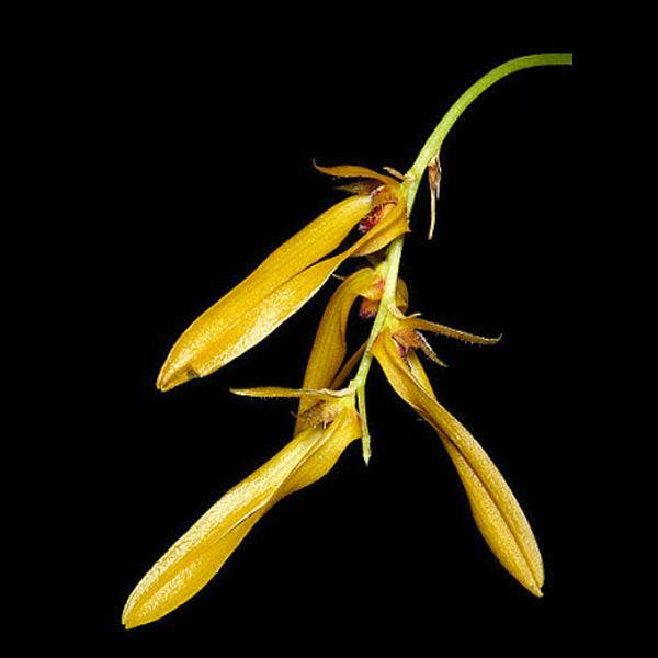 Bulbophyllum khaoyaiensis sp. - Without Flowers | BS - Buy Orchids Plants Online by Orchid-Tree.com