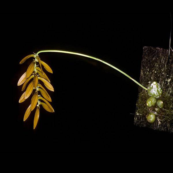 Bulbophyllum khaoyaiensis sp. - Without Flowers | BS - Buy Orchids Plants Online by Orchid-Tree.com