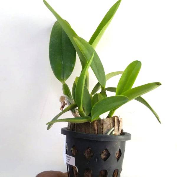 Cattleya L. lobata var coerulea sp. - Without Flowers | BS - Buy Orchids Plants Online by Orchid-Tree.com