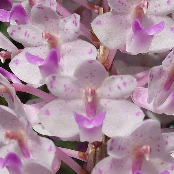 Rhyncostyis retusa Pink - Without Flowers | BS - Buy Orchids Plants Online by Orchid-Tree.com