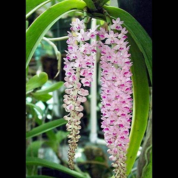 Rhyncostyis retusa Pink - Without Flowers | BS - Buy Orchids Plants Online by Orchid-Tree.com