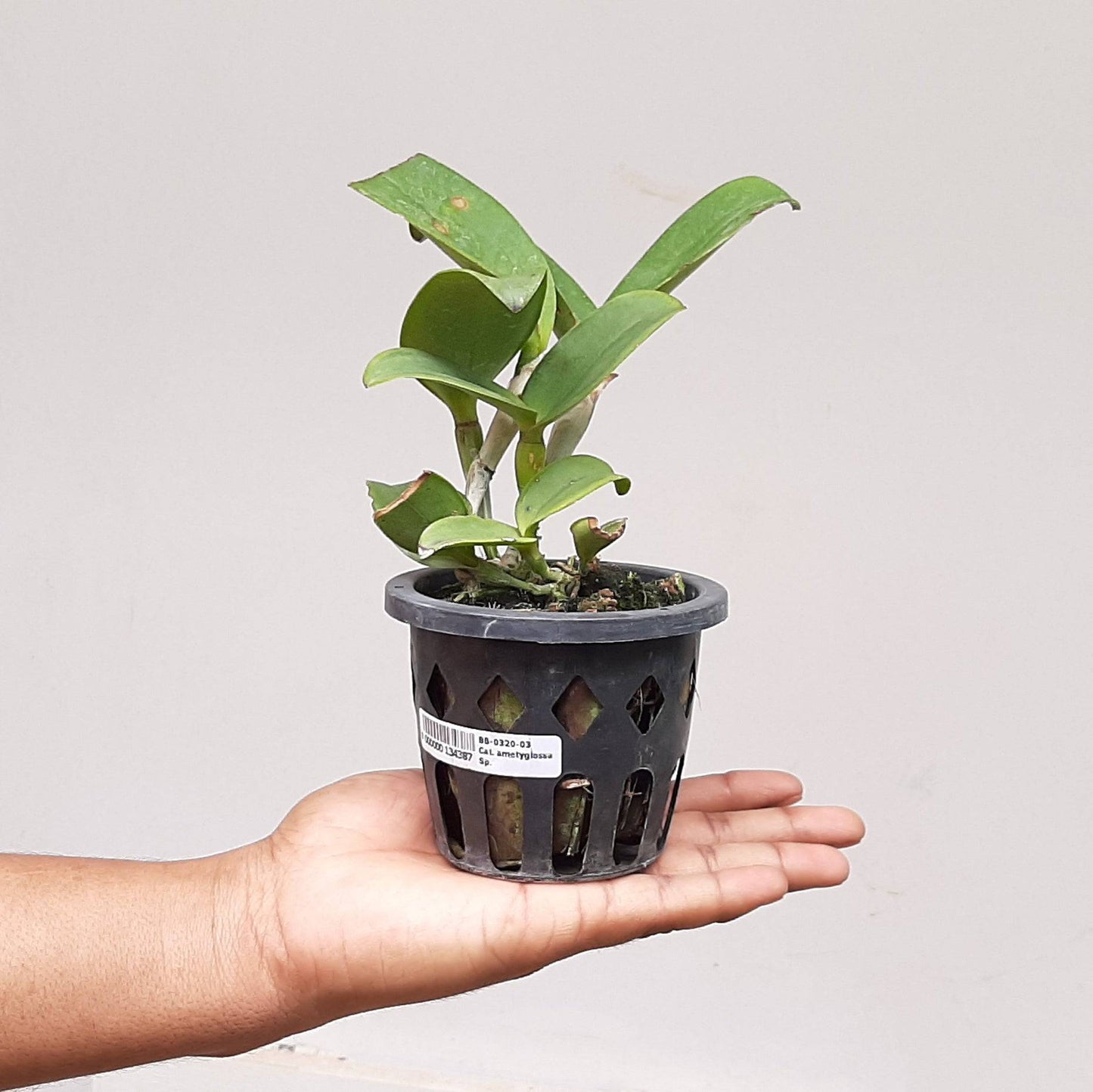 Cattleya amethystoglossa sp. -Without lower |BS - Buy Orchids Plants Online by Orchid-Tree.com