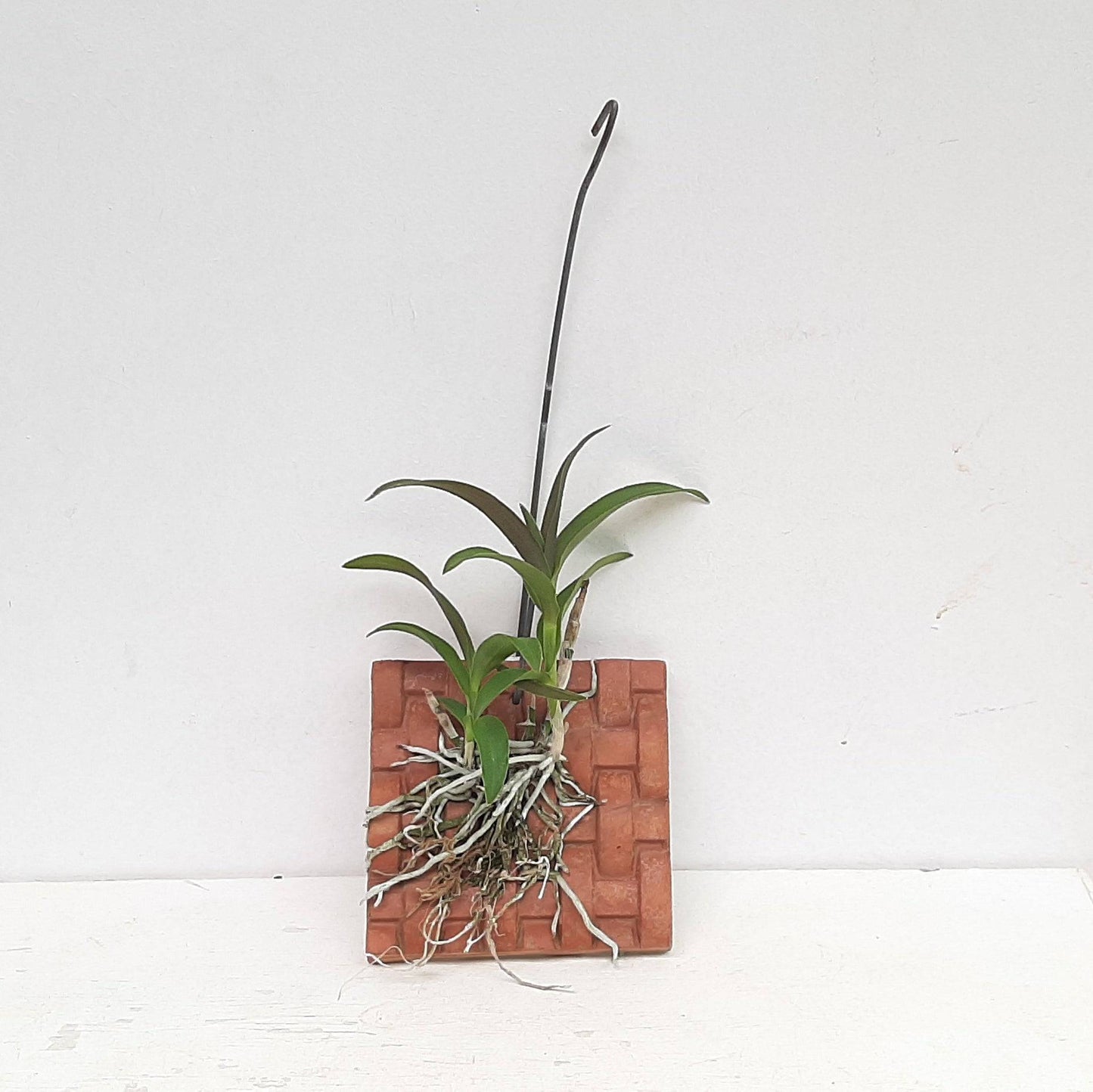 Barkeria scandens sp. - Without Flower | BS - Buy Orchids Plants Online by Orchid-Tree.com