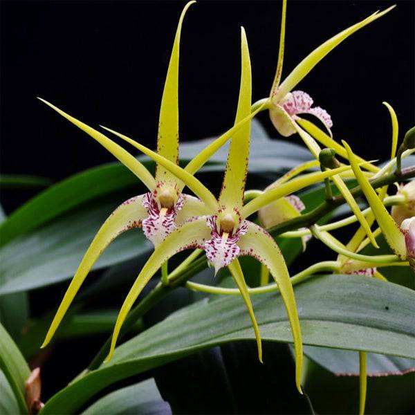 Dendrobium Hilda Poxon - Without Flowers | BS - Buy Orchids Plants Online by Orchid-Tree.com