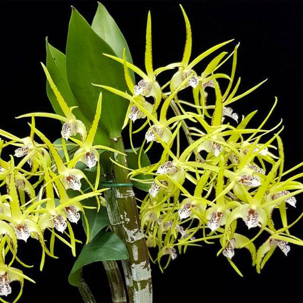 Dendrobium Hilda Poxon - Without Flowers | BS - Buy Orchids Plants Online by Orchid-Tree.com
